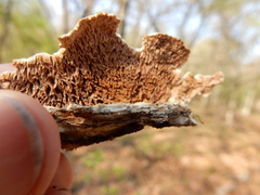 Gloeophyllum trabeum