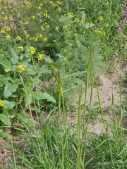 Hordeum bulbosum, photograph author not stated, no rights reserved