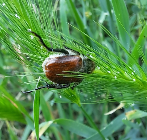 Chaetopteroplia segetum