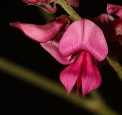 Indigofera amoena