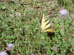 Papilio rutulus