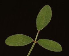 Indigofera amoena