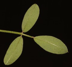 Indigofera amoena