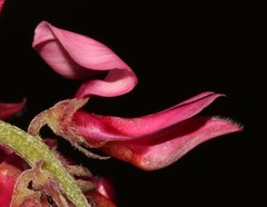 Indigofera amoena