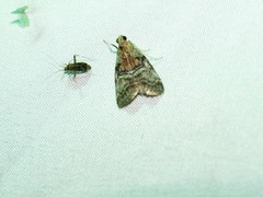 Pococera maritimalis