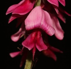 Indigofera amoena