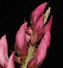 Indigofera amoena