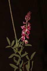 Indigofera amoena