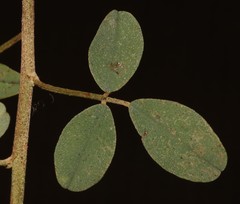 Indigofera amoena