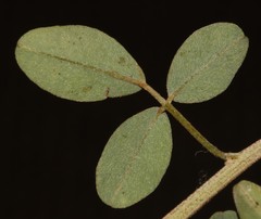 Indigofera amoena
