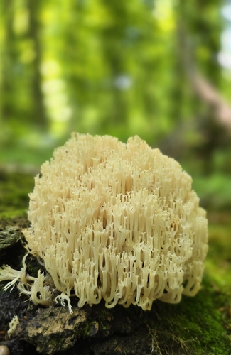 crown-tipped coral fungus