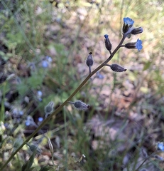 Myosotis ramosissima, photograph (c) ajott, some rights reserved (CC BY)