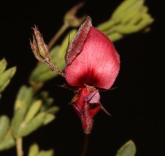 Indigofera dillwynioides