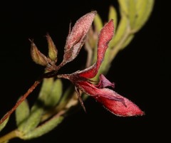Indigofera dillwynioides