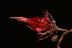 Indigofera dillwynioides