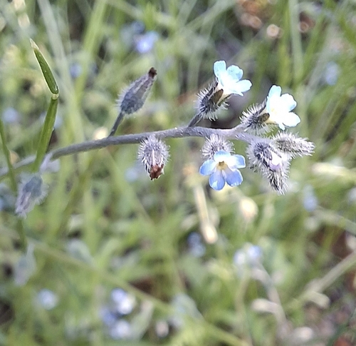 Myosotis ramosissima, photograph 6