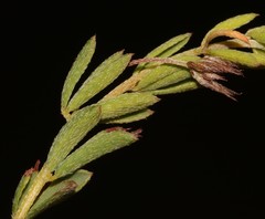 Indigofera dillwynioides