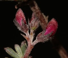 Indigofera esterhuysenae