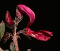 Indigofera esterhuysenae