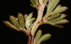 Indigofera esterhuysenae