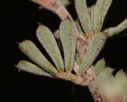 Image of Indigofera esterhuysenae by (c) Brian du Preez, some rights reserved (CC BY-SA)