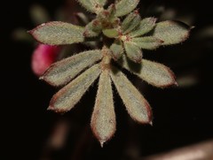 Indigofera esterhuysenae
