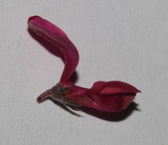 Indigofera esterhuysenae