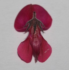 Indigofera esterhuysenae