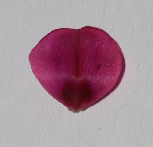 Image of Indigofera esterhuysenae by (c) Brian du Preez, some rights reserved (CC BY-SA)