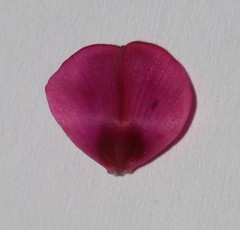 Indigofera esterhuysenae