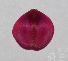 Indigofera esterhuysenae