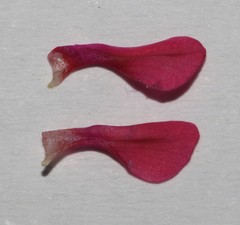 Indigofera esterhuysenae