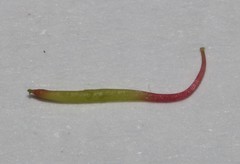 Indigofera esterhuysenae