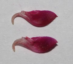 Indigofera esterhuysenae