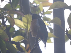 Diglossa brunneiventris