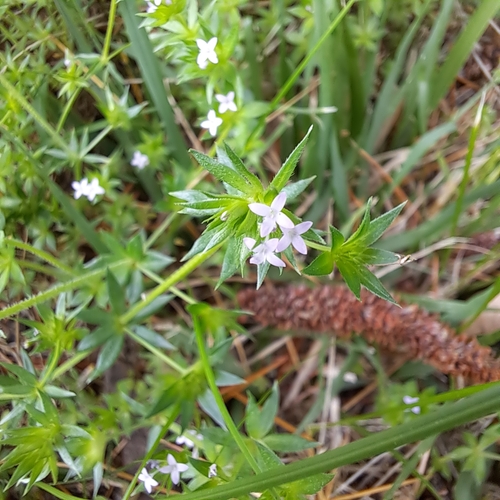 Field madder