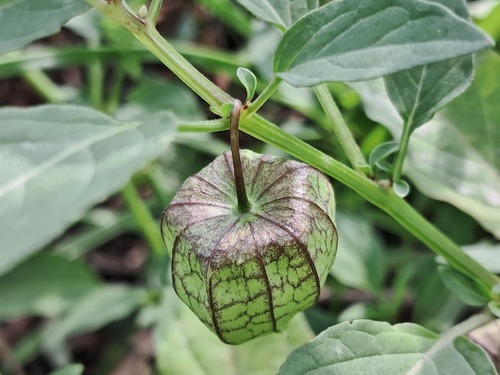 cutleaf groundcherry