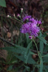Vernonia flaccidifolia