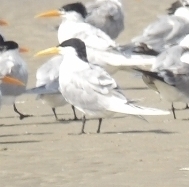 iNaturalist image