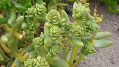 Halophytum ameghinoi