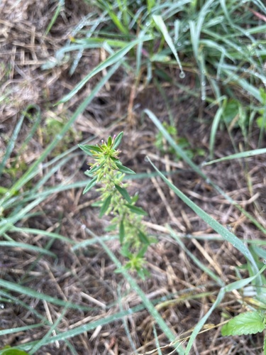 Hedeoma acinoides, photograph 3