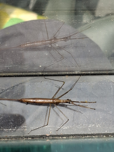 Eurasian Water Stick Insect