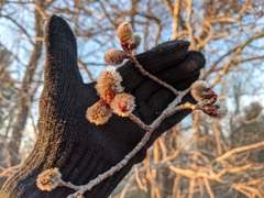 Populus