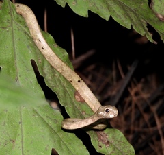 Aplopeltura boa