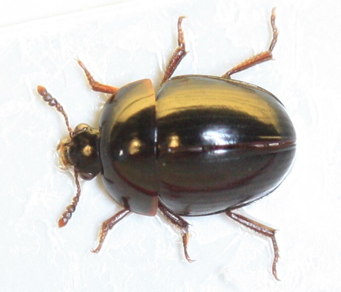 Anisotoma glabra