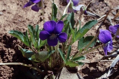 Viola egglestonii