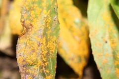 Pucciniastrum epilobii