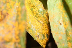 Pucciniastrum epilobii