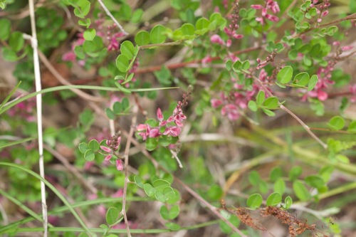 Indigofera bungeana iNat (2)