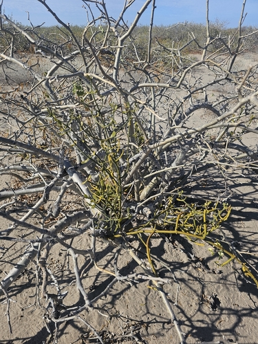 Phoradendron brachystachyum, photograph 6